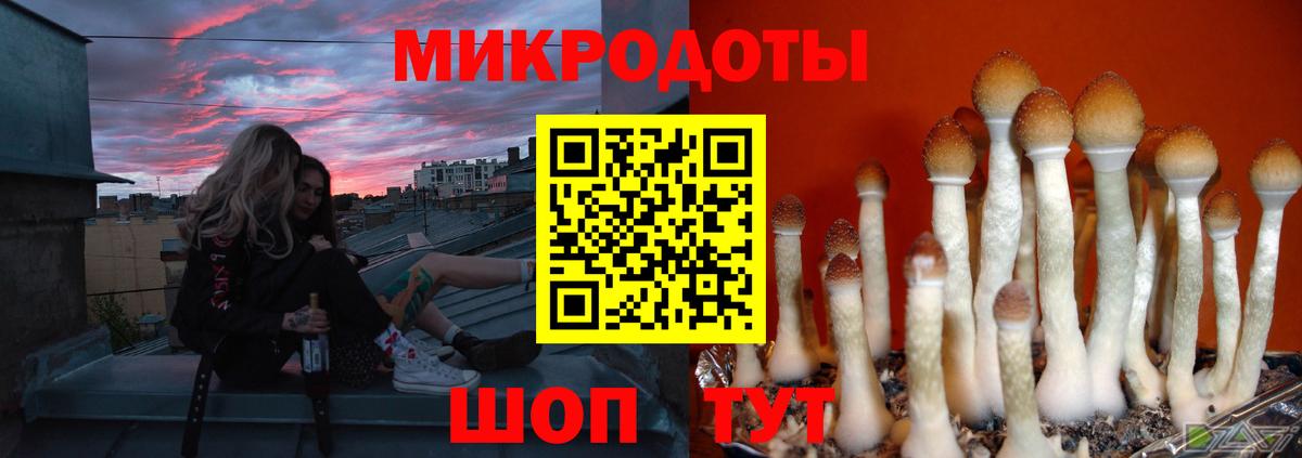 Псилоцибиновые грибы Psilocybe Реутов